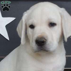 Max, Yellow Labrador Retriever Puppy