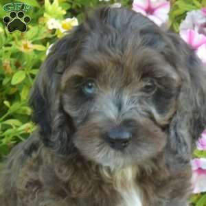 Max, Cockapoo Puppy