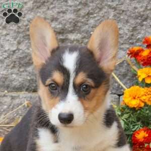 Max, Pembroke Welsh Corgi Puppy