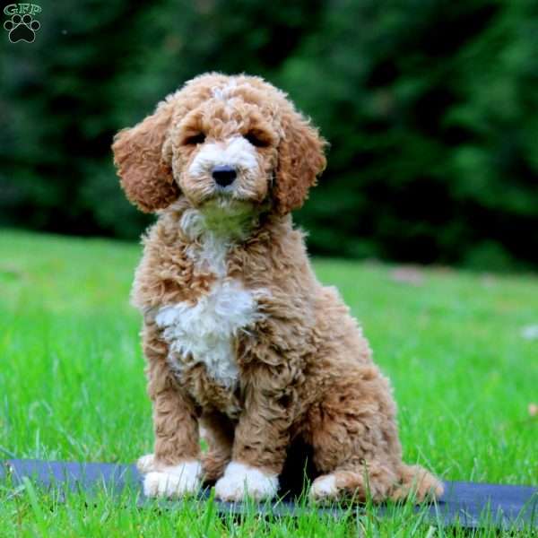 Max, Mini Goldendoodle Puppy