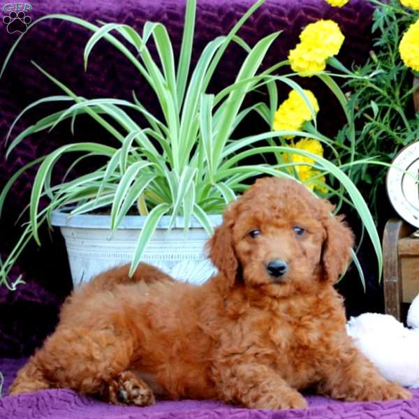 Max, Mini Labradoodle Puppy