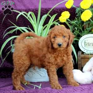 Max, Mini Labradoodle Puppy