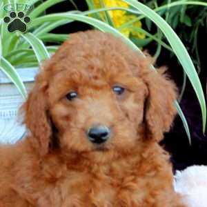 Max, Mini Labradoodle Puppy
