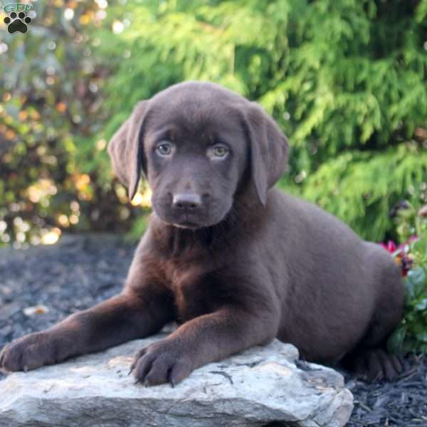Maya, Chocolate Labrador Retriever Puppy