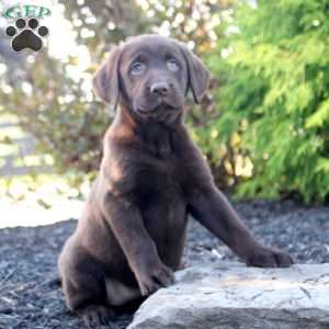 Maya, Chocolate Labrador Retriever Puppy