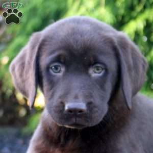 Maya, Chocolate Labrador Retriever Puppy