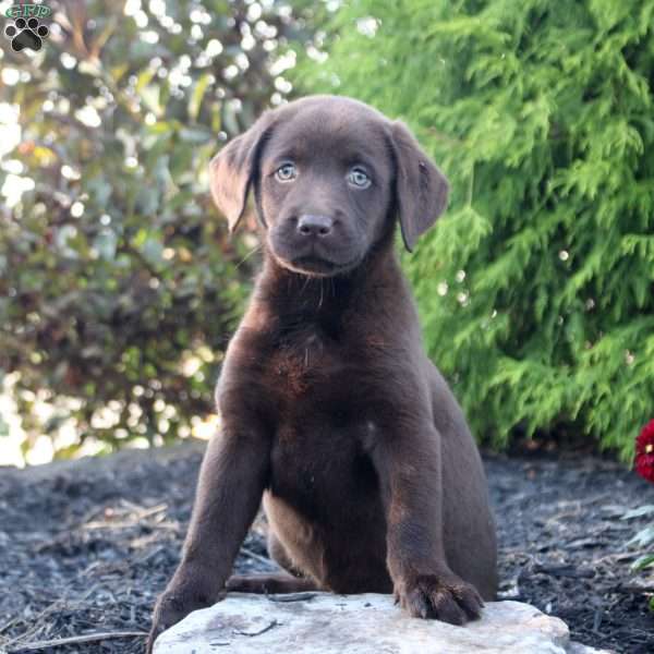 Meg, Chocolate Labrador Retriever Puppy