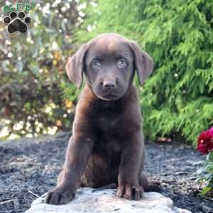 Meg, Chocolate Labrador Retriever Puppy
