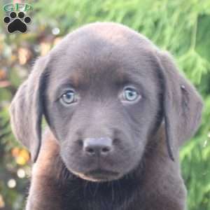 Meg, Chocolate Labrador Retriever Puppy