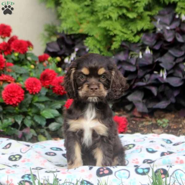 Megan, Cocker Spaniel Puppy