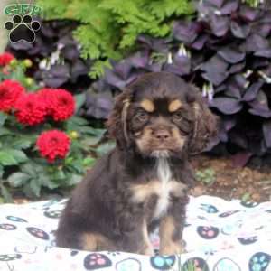 Megan, Cocker Spaniel Puppy