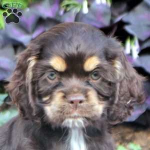 Megan, Cocker Spaniel Puppy