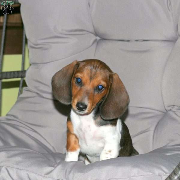 Melody-Mini, Dachshund Puppy