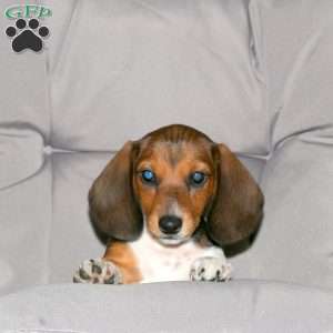 Melody-Mini, Dachshund Puppy