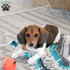 Melody-Mini, Dachshund Puppy
