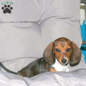 Melody-Mini, Dachshund Puppy