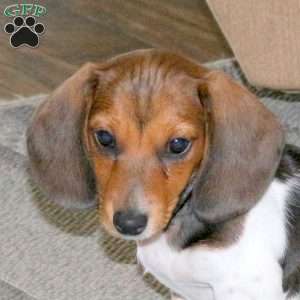 Melody-Mini, Dachshund Puppy