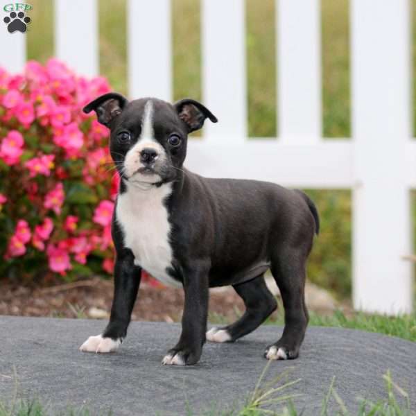Melody, Boston Terrier Puppy