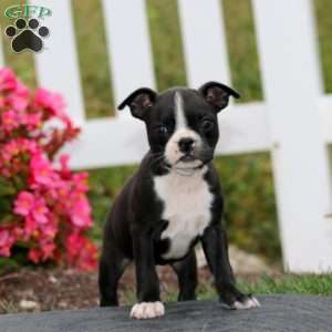 Melody, Boston Terrier Puppy