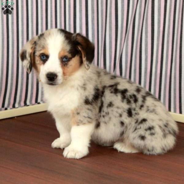 Merley, Welsh Corgi Mix Puppy