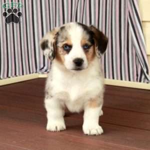 Merley, Welsh Corgi Mix Puppy