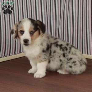 Merley, Welsh Corgi Mix Puppy