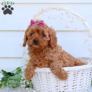 Mia, Cavapoo Puppy