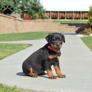 Mia, Rottweiler Puppy