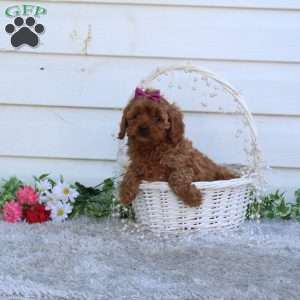 Mia, Cavapoo Puppy