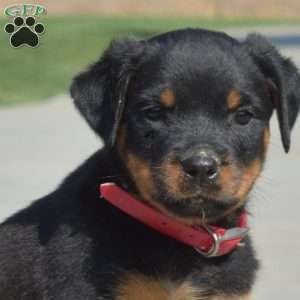 Mia, Rottweiler Puppy
