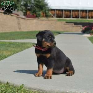 Mia, Rottweiler Puppy