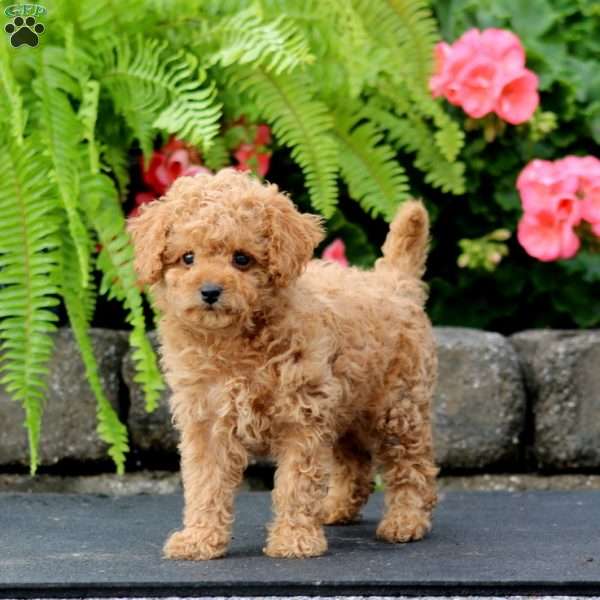 Mia, Cavapoo Puppy