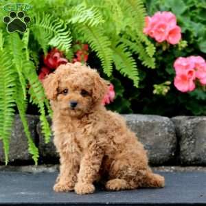 Mia, Cavapoo Puppy