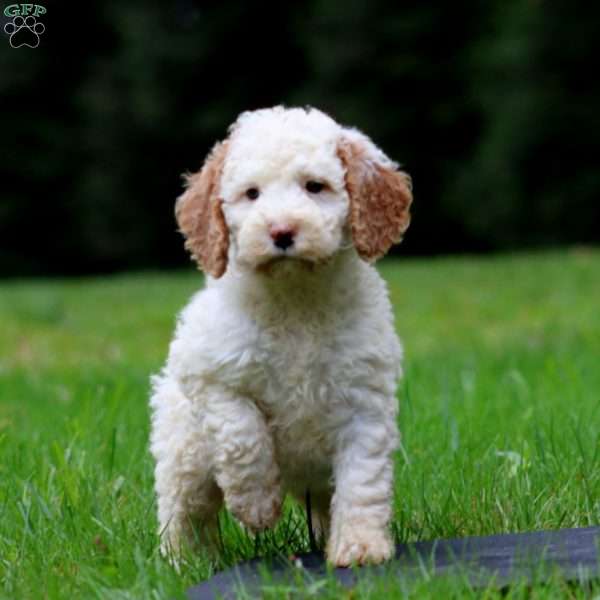 Mia, Mini Goldendoodle Puppy