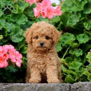 Mia, Cavapoo Puppy