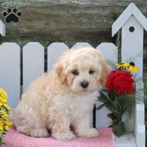 Micah, Maltipoo Puppy