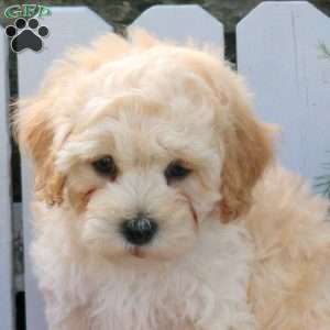 Micah, Maltipoo Puppy