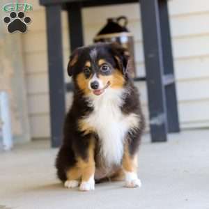 Mickey, Miniature Australian Shepherd Puppy
