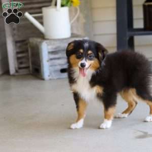 Mickey, Miniature Australian Shepherd Puppy