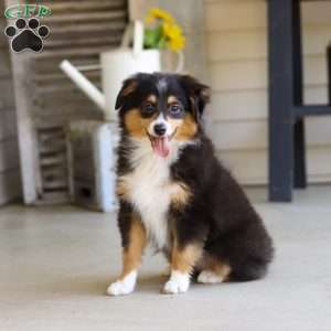 Mickey, Miniature Australian Shepherd Puppy