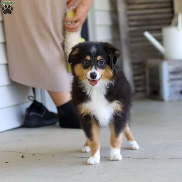 Mickey, Miniature Australian Shepherd Puppy