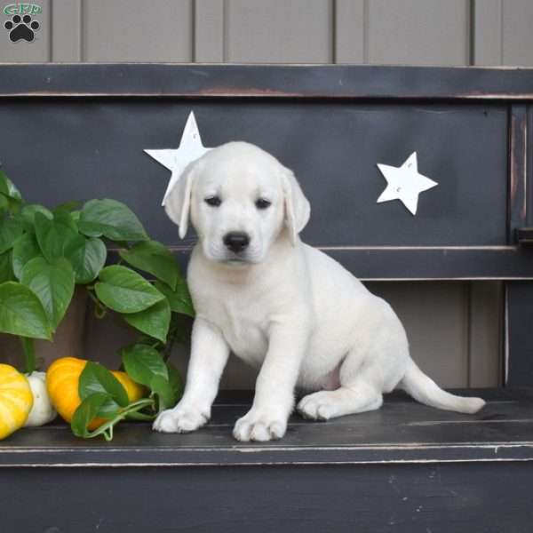 Mickey, Yellow Labrador Retriever Puppy