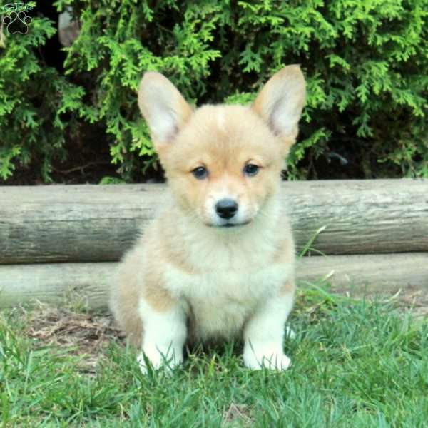 Mickey, Pembroke Welsh Corgi Puppy