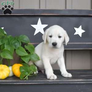 Mickey, Yellow Labrador Retriever Puppy