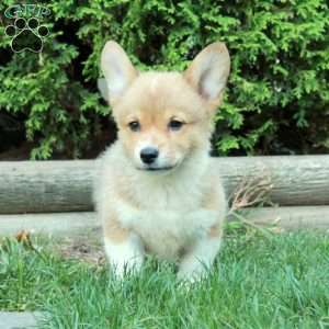 Mickey, Pembroke Welsh Corgi Puppy