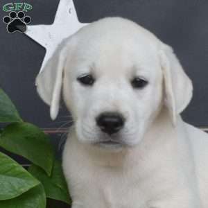 Mickey, Yellow Labrador Retriever Puppy