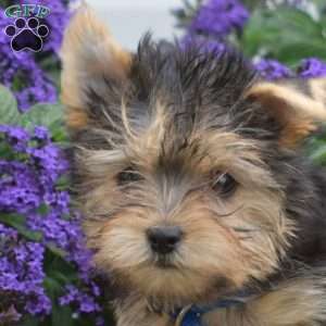 Mickey, Morkie / Yorktese Puppy