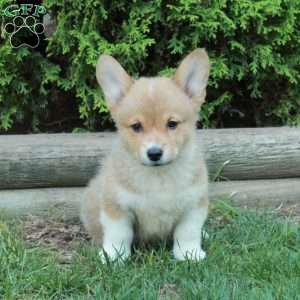 Mickey, Pembroke Welsh Corgi Puppy