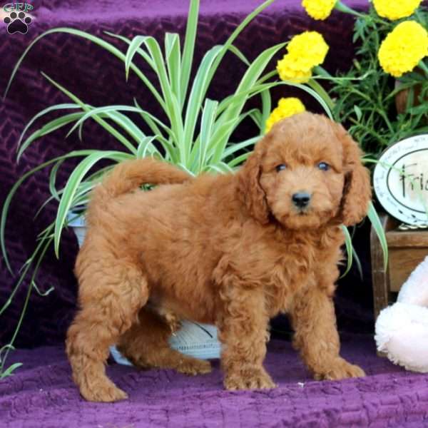 Mickey, Mini Labradoodle Puppy