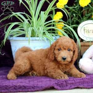 Mickey, Mini Labradoodle Puppy